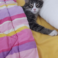Tekir Kedi, Kedi  badem fotoğrafı