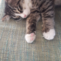 Tekir Kedi, Kedi  badem fotoğrafı