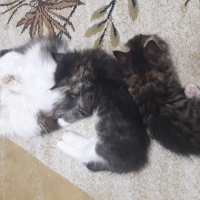 Tekir Kedi, Kedi  badem fotoğrafı