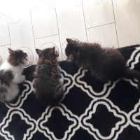 Tekir Kedi, Kedi  badem fotoğrafı
