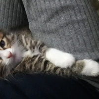 Tekir Kedi, Kedi  badem fotoğrafı