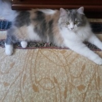 İran Kedisi (Persian), Kedi  Maya fotoğrafı