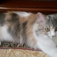 İran Kedisi (Persian), Kedi  Maya fotoğrafı