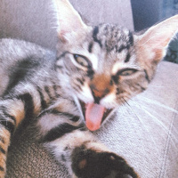 Tekir Kedi, Kedi  Mars fotoğrafı