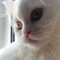 Chinchilla, Kedi  çiçi fotoğrafı