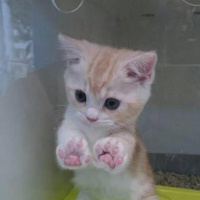 Van Kedisi, Kedi  Mia fotoğrafı
