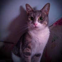 Tekir Kedi, Kedi  Ponpon fotoğrafı