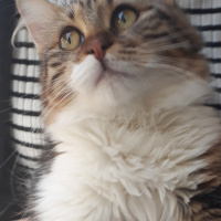 Maine Coon, Kedi  Mila fotoğrafı