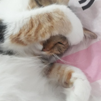 Maine Coon, Kedi  Mila fotoğrafı