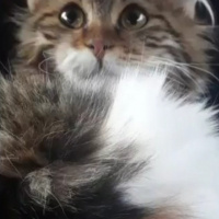 Maine Coon, Kedi  Mila fotoğrafı