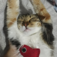 Maine Coon, Kedi  Mila fotoğrafı