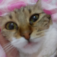 Maine Coon, Kedi  Mila fotoğrafı