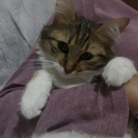 Maine Coon, Kedi  Mila fotoğrafı