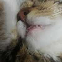 Maine Coon, Kedi  Mila fotoğrafı