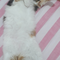 Maine Coon, Kedi  Mila fotoğrafı