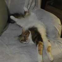 Maine Coon, Kedi  Mila fotoğrafı