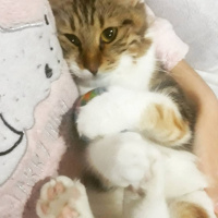 Maine Coon, Kedi  Mila fotoğrafı