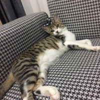 Tekir Kedi, Kedi  Şirine fotoğrafı