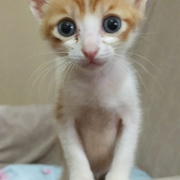 Tekir Kedi, Kedi  Mabel,Paytak fotoğrafı