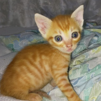 Tekir Kedi, Kedi  Mabel,Paytak fotoğrafı