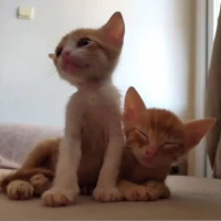 Tekir Kedi, Kedi  Mabel,Paytak fotoğrafı