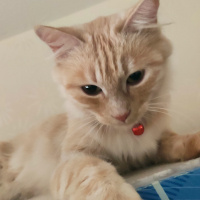 Tekir Kedi, Kedi  pamuk fotoğrafı