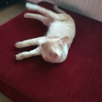 Tekir Kedi, Kedi  pamuk fotoğrafı