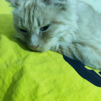 Tekir Kedi, Kedi  pamuk fotoğrafı
