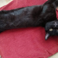 Tekir Kedi, Kedi  Gece fotoğrafı