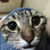 Tekir Kedi, Kedi  Pakize fotoğrafı