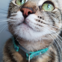 Tekir Kedi, Kedi  Pakize fotoğrafı