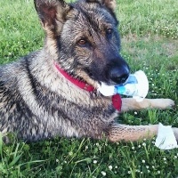 Alman Çoban Köpeği, Köpek  Şila fotoğrafı