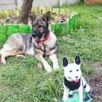 Alman Çoban Köpeği, Köpek  Şila fotoğrafı