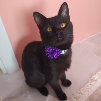 Bombay, Kedi  Şitan fotoğrafı