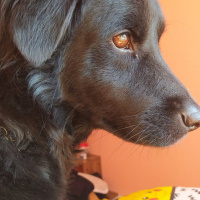 Sokö (Sokak Köpeği), Köpek  Salça fotoğrafı