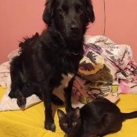 Sokö (Sokak Köpeği), Köpek  Salça fotoğrafı