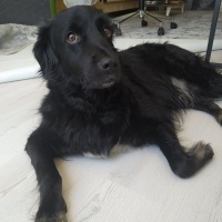 Sokö (Sokak Köpeği), Köpek  Salça fotoğrafı