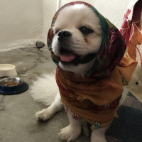 Pekingese, Köpek  Köpük fotoğrafı