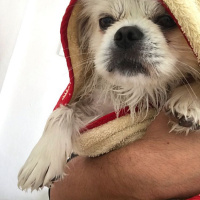 Pekingese, Köpek  Köpük fotoğrafı