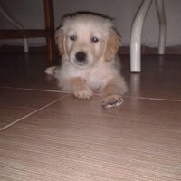 Golden Retriever, Köpek  oscar fotoğrafı