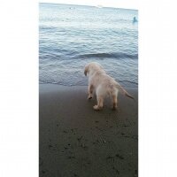 Golden Retriever, Köpek  oscar fotoğrafı