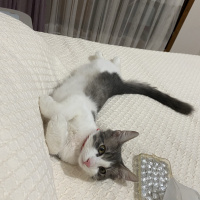 Tekir Kedi, Kedi  Oscar fotoğrafı