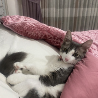 Tekir Kedi, Kedi  Oscar fotoğrafı