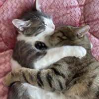 Tekir Kedi, Kedi  Oscar fotoğrafı