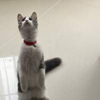 Tekir Kedi, Kedi  Oscar fotoğrafı