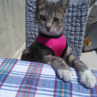 Sarman, Kedi  Fındık fotoğrafı