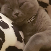 British Shorthair, Kedi  Gece fotoğrafı