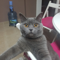 British Shorthair, Kedi  Gece fotoğrafı