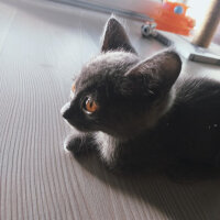 British Shorthair, Kedi  Buddy fotoğrafı