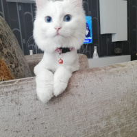 Ankara Kedisi, Kedi  Luppo fotoğrafı